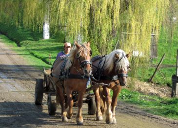 Forår